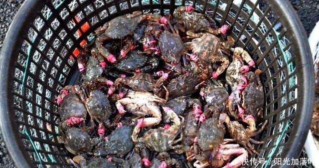 当地|在青岛秋收有很多海鲜,查一下当地纯野生家居用品海鲜