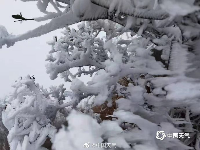 连山|广东也能赏雾凇！连山金子山景区现大片雾凇景观 处处玉树琼花