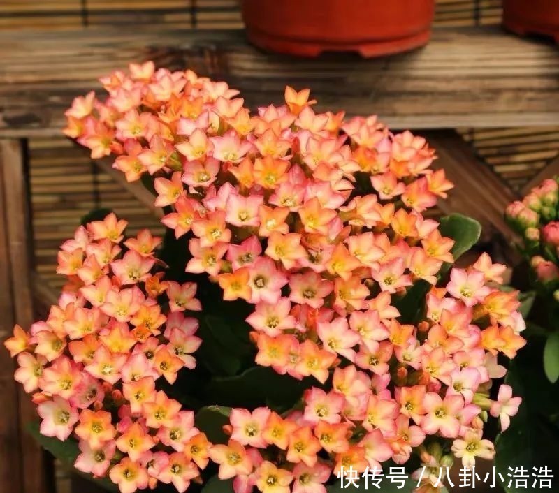 花期|45种长寿花，个个都是高颜值，家里养几盆，美得移不开眼