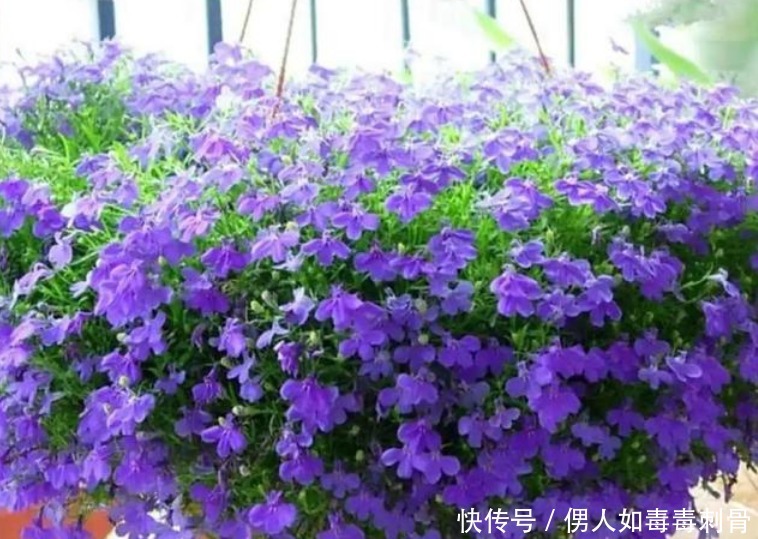 4种花比牡丹还漂亮,比绿萝还好养,年年花开不断,特适合养家里