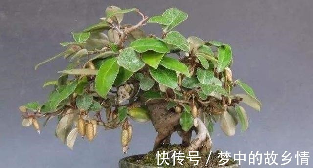 颜值担当|农村人常摘的野果子,一斤卖30元,日本人当成盆栽爱不释手