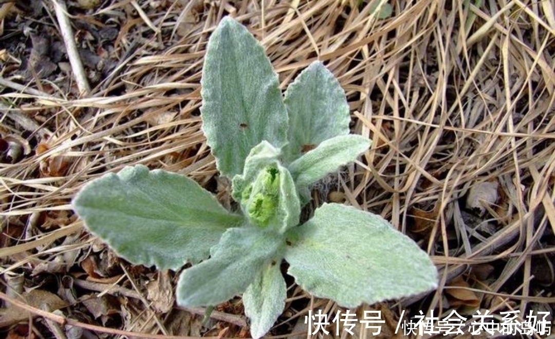 消炎利尿|农村一种野草,人称“狗舌头草”,殊不知消炎利尿有特效,请珍惜