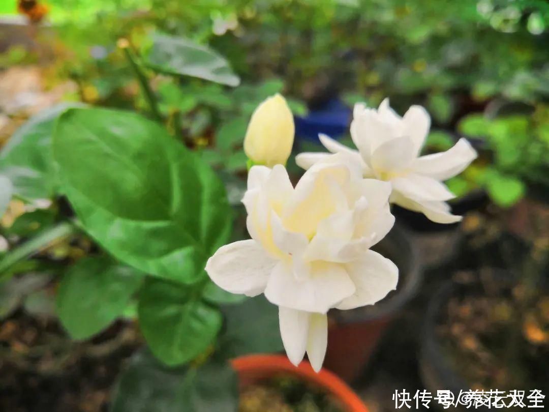 月季|养花“黑名单”实在太难养，心累