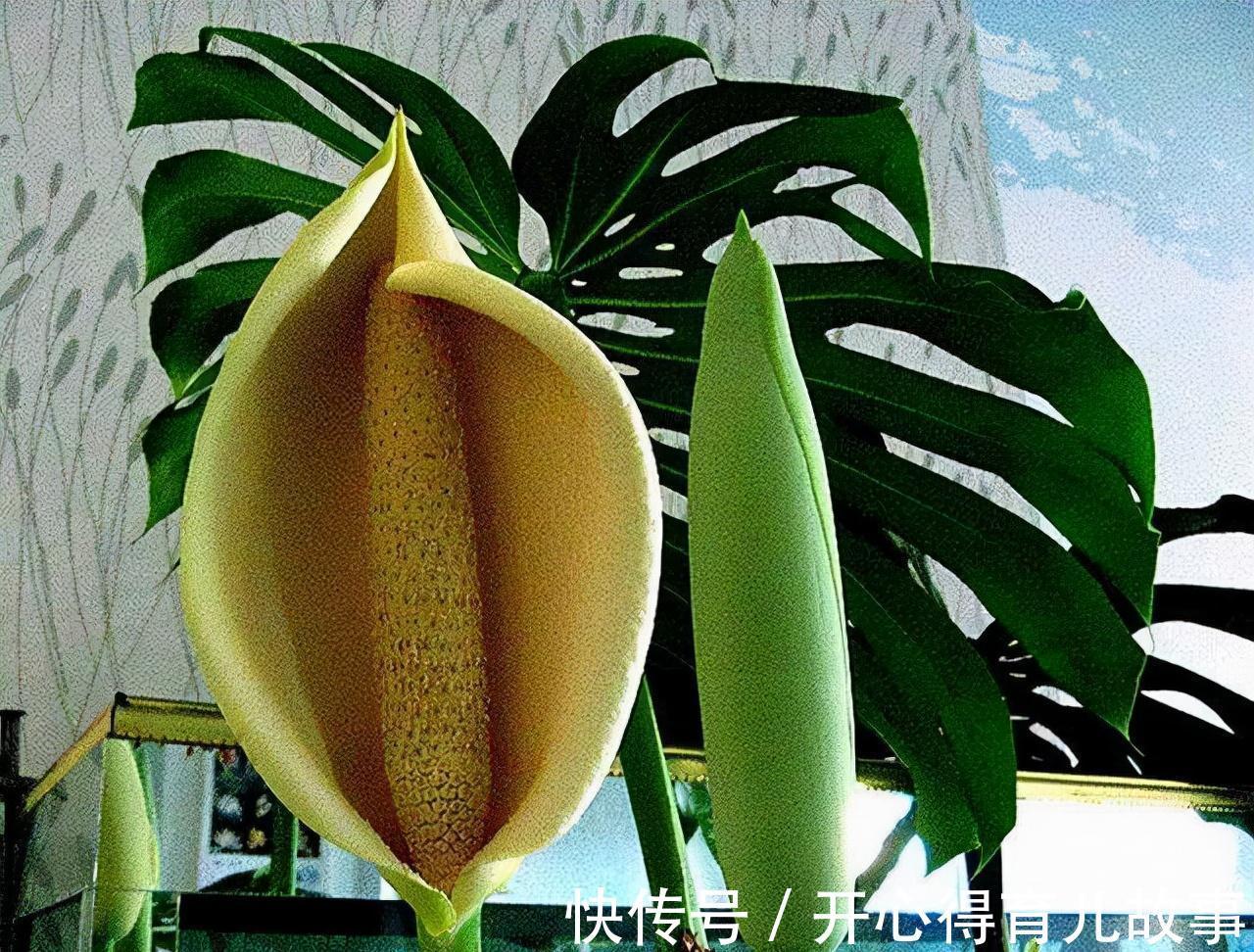 孝顺就看一看,3种长寿盆栽,对老人精神,身体有好处