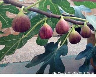 结果子|养花不是新鲜事，现在种棵“无花果”，满满当当全是果！