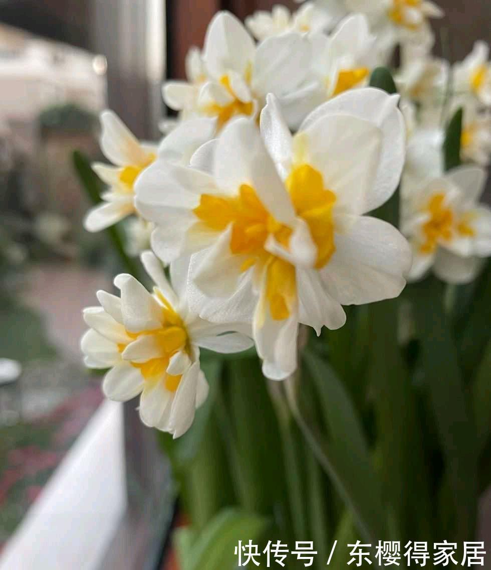 冬季的阳台,少不了这“3种花”,清新美丽芳香,花繁叶茂