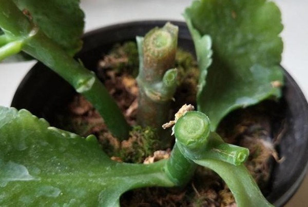 孕蕾开花量|长寿花不开花就打顶,你可能正在犯一个低级错误,切记这句话