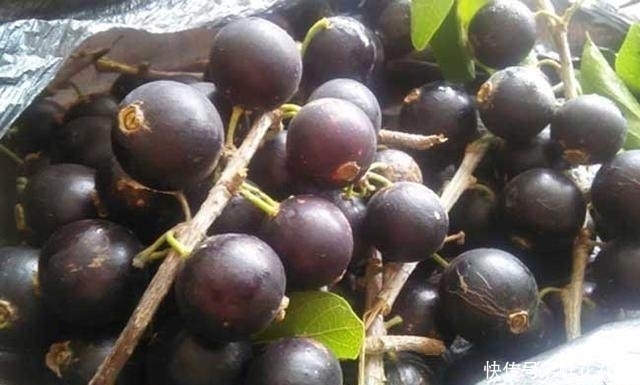 零食|女人不想老太快,此果每天当零食吃一把,气血足了,皱纹偷偷溜走