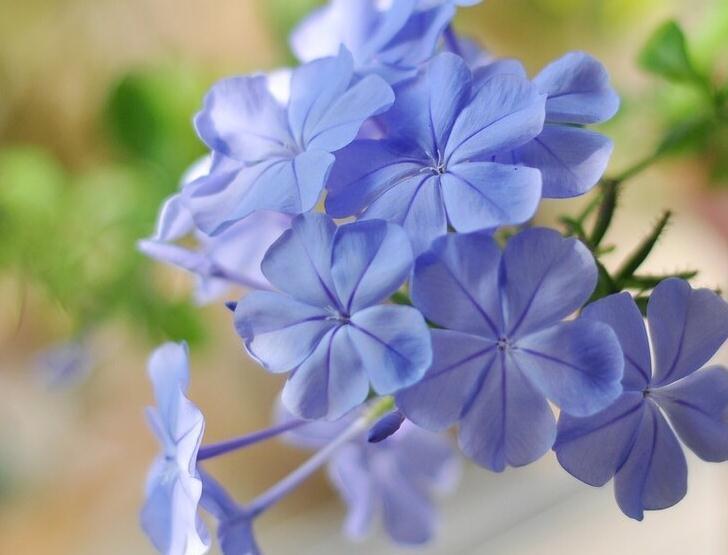 闲时修篱种花,笑看花草缤纷四季,夏季怎能少了蓝雪花