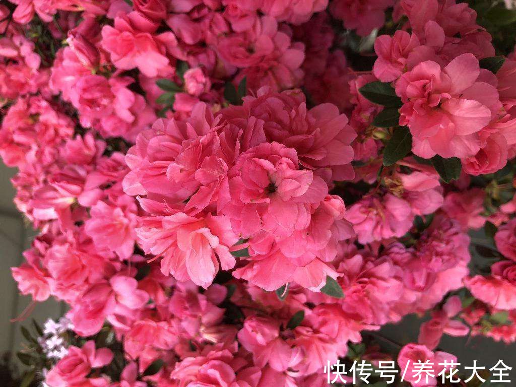 图鉴|100种常见花图鉴，图文并茂非常详细，收藏起来慢慢看