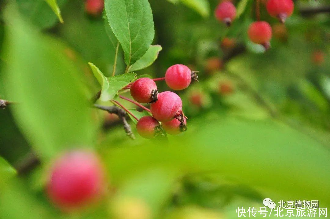 苹果|春华秋实，赏海棠红果正当时~