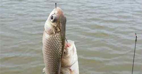 农村妹子钓鱼不用鱼竿,徒手撒网下去,几分钟不到,捞到大货