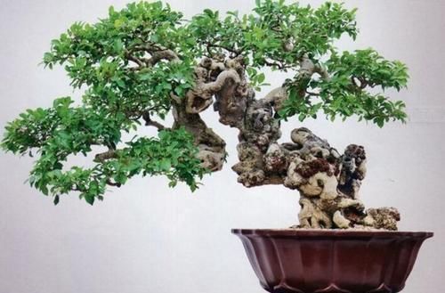 阳台再小，也要养3种花，小盆就能养，盆小水少长得快！