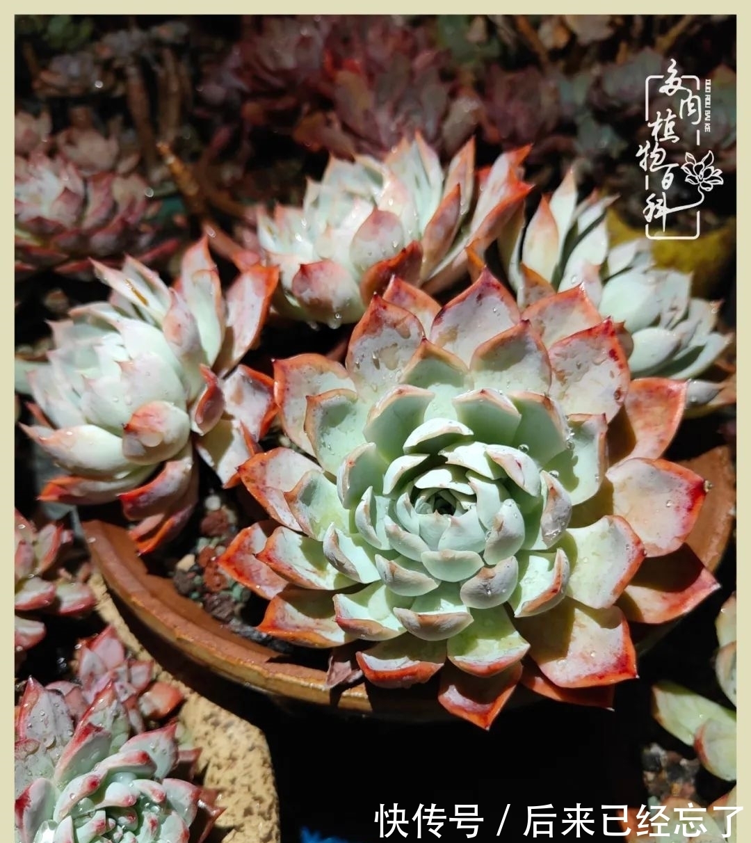 冬天来了,你的多肉让你着迷了吗?