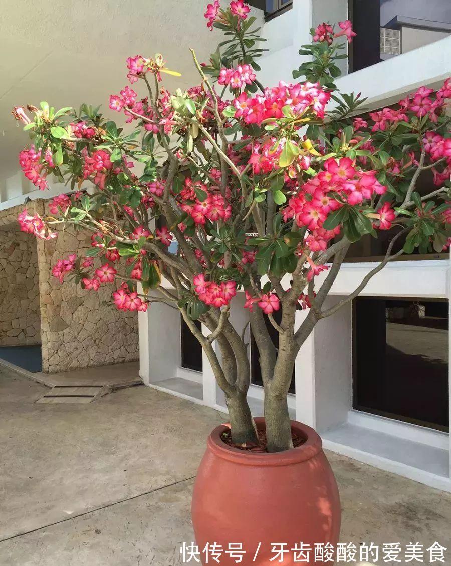 老桩|五种“大老桩”却要小盆养，用对盆，少管多晒更利于生长