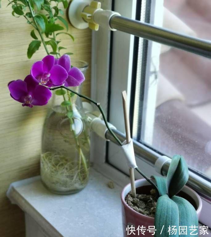 可以养卫生间的3种花,叶油绿花漂亮,吸湿气去异味,长势好