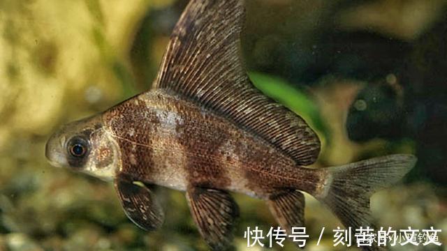 国内钓到这些“牢底坐穿鱼”,务必放生,每年都有人误钓它们被抓