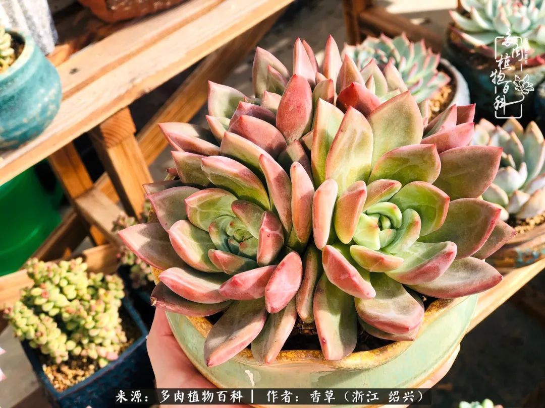 阳台上的一亩三分地，我愿与你一起，与时光媲美！