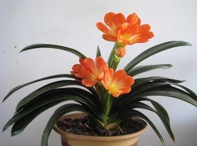 夏天|夏天怎么给君子兰“浇水”掌握3个技巧，不怕烂根，叶片更绿