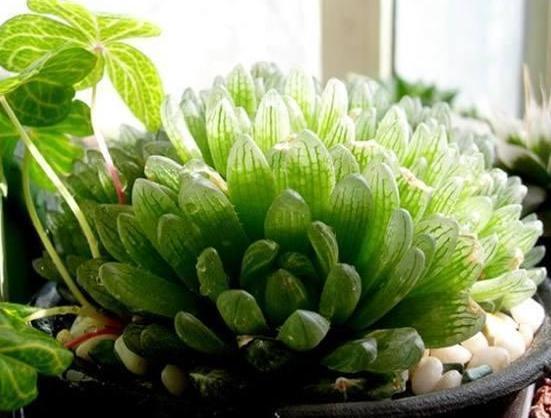 玉露|在家盆栽多肉玉露,不想它摊大饼、叶片干瘪就该注意这些