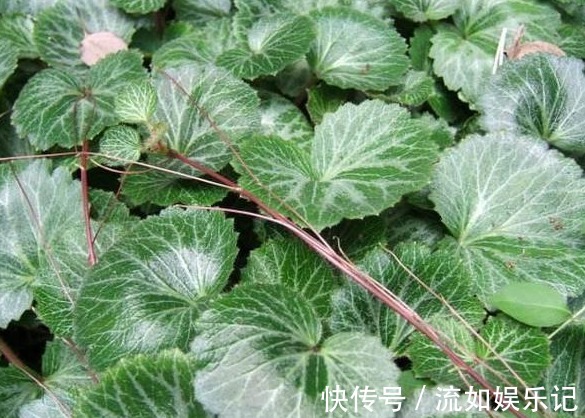 止咳|农村这种野草,止咳效果非常的好,你要是看到了可以带回家哟