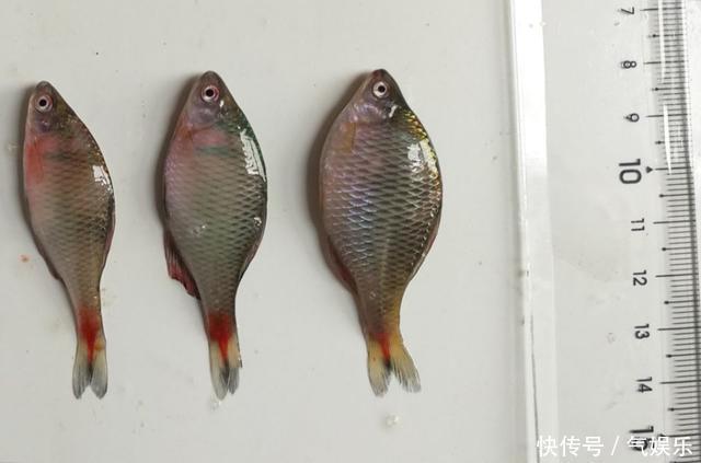 小河里常见这种漂亮小鱼，看了它的繁殖方式，不得不说它太聪明了
