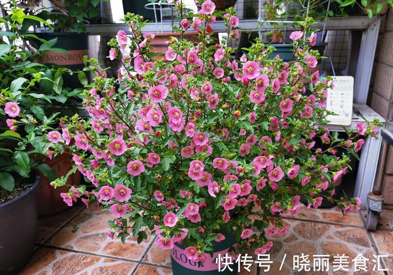 10种花“冷天”长得慢,“穷养”多晒更健壮,不然易烂根,难过冬