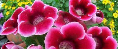 适合|最适合家养的几种花,花期长还不招虫子,你家种了几盆