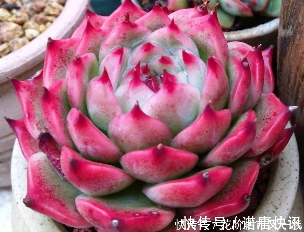 叶子|多肉底叶干枯，该不该摘掉看看老花农如何解决