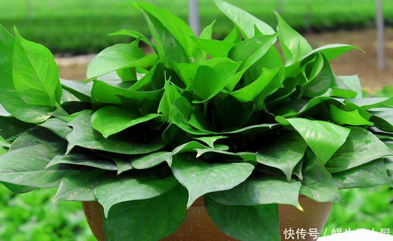 养花小窍门:喂点这2样“营养品”,植物个个根壮叶绿