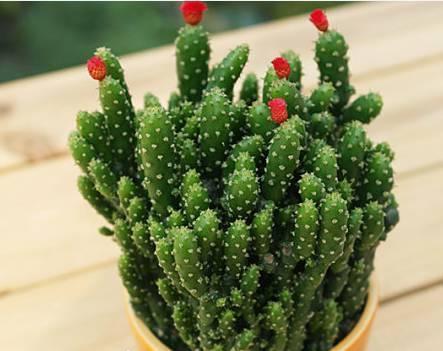 玉翁玉翁|适合懒人栽种的7种懒人盆栽，大半年不管居然还开花了！