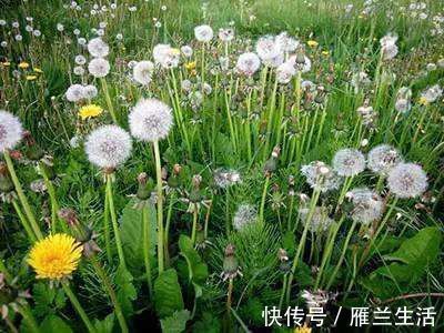 药材|毫不起眼的野草,又是野菜又是中药材,这3种经常见到