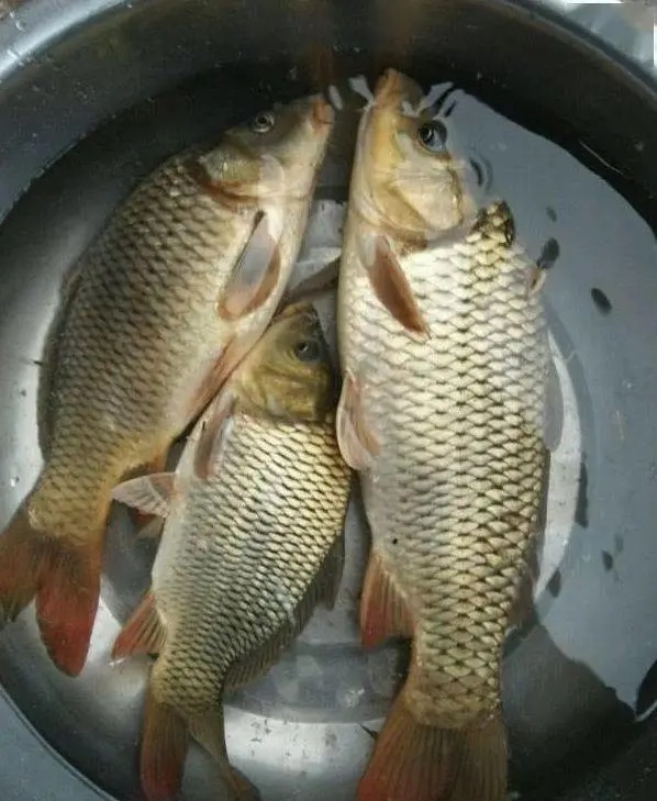 冬钓大板鲫,高手花了9年才悟出这几个“核心要领”,记牢了