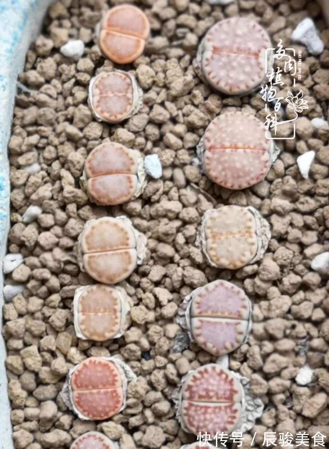 蓝苹果|经历一个夏天的摧残,方知皮实好养的多肉才是真爱!