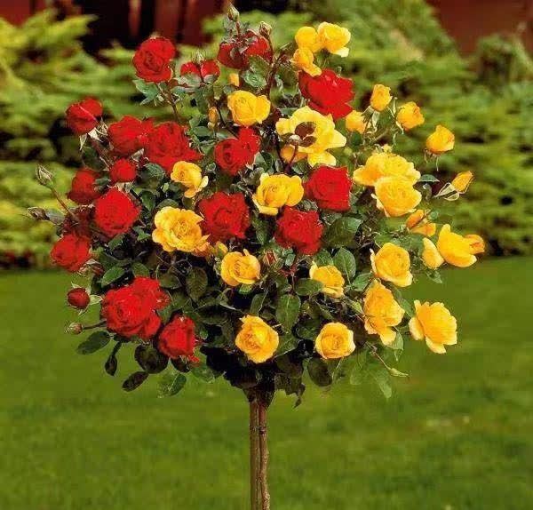 不论有没有院子，我都建议花迷们养一棵，藏不住的高雅气质