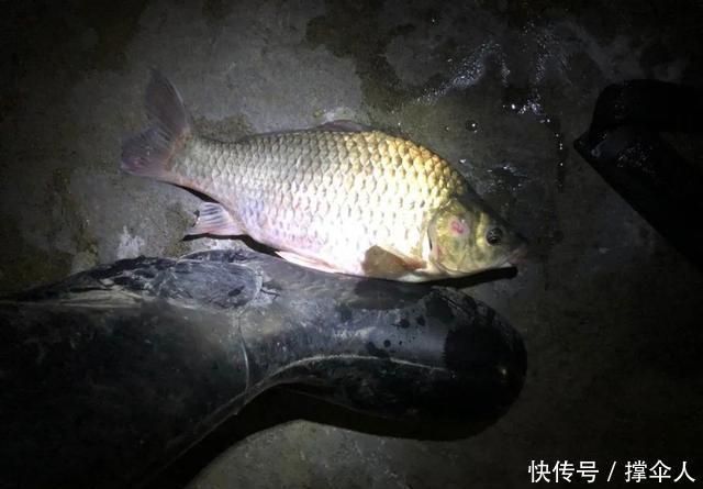 冬季夜钓|入冬后还能夜钓吗?只要不怕冷,夜钓就能带给你惊喜--皇禾钓具