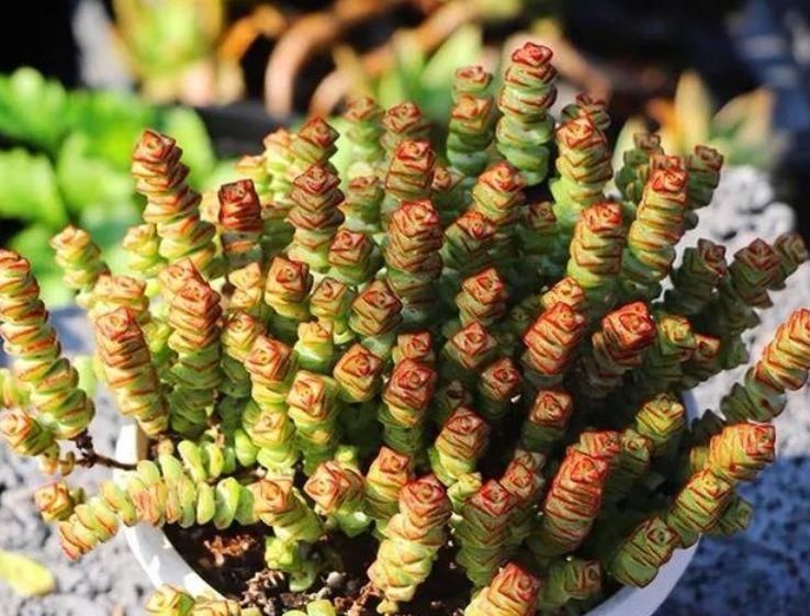 种花|家里一定养的5种花,花开媲美玫瑰,花朵姿态万千,美