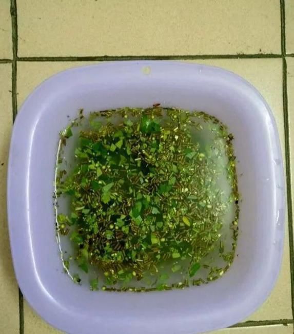  大白|柳树皮养花是一绝，比生根粉还厉害，泡水浇盆里大白根直冒！