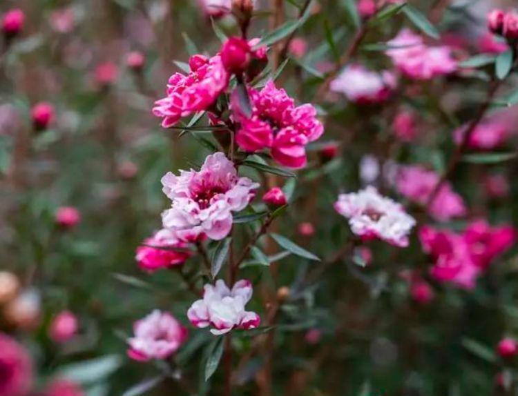 几款花卉耐寒易打理,养在哪里都爆盆,寓意也是超好的