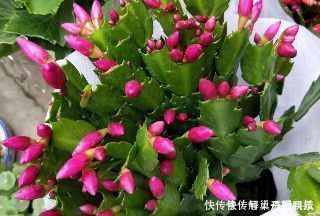 烂根|家家都有的垃圾,抓一把掺盆里,养花十年不烂根,开花爆盆挡不住