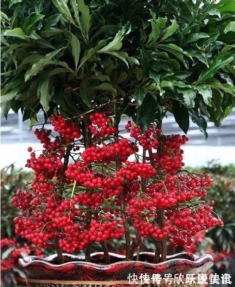 “4种花”一定要养,寓意新一年红红火火,蒸蒸日上,幸福满满!