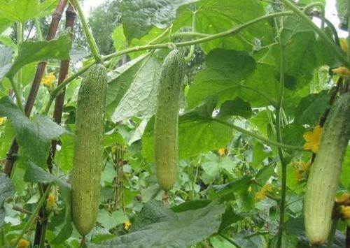 维生素e|适合女性吃的3种食物,营养丰富、延缓衰老,身体棒棒哒!