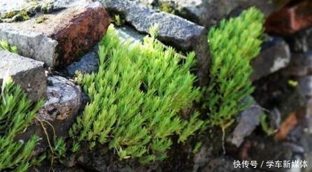 农村常见的“1种野草”,看到别铲除,挖1棵回家,做盆栽很漂亮!