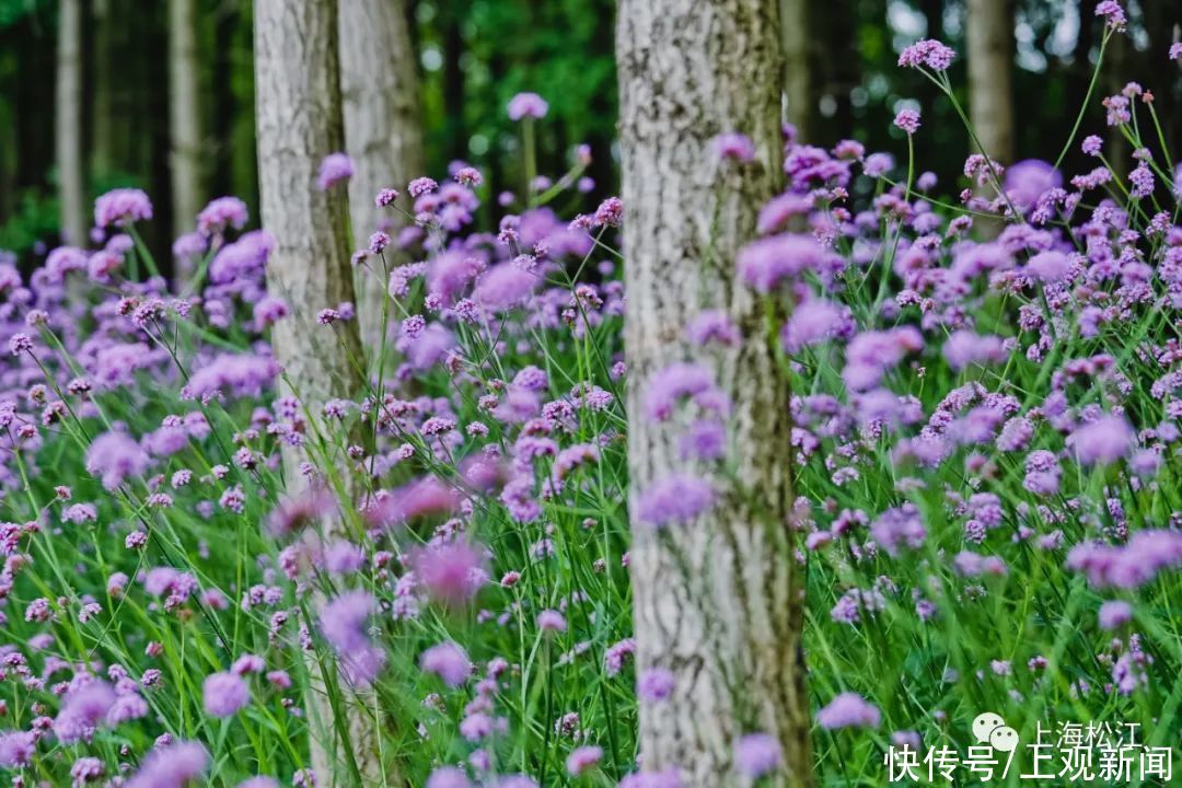 刘桂娟|美翻！松江初夏里的梦幻紫，在家门口就能免费打卡