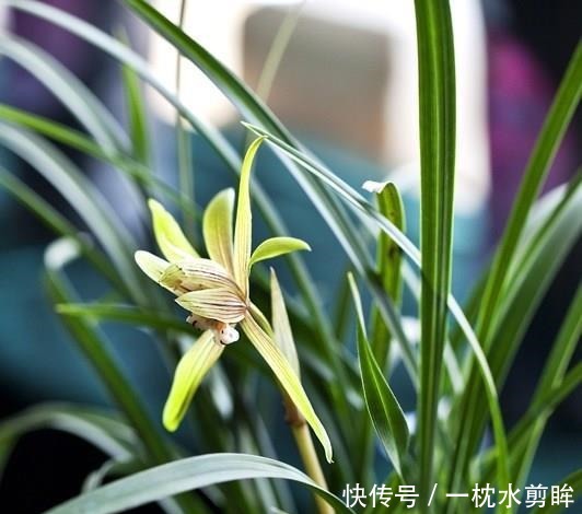 花友们|兰花盆土加点“万能肥料”，用对方法，可能真的10年不需要施肥！