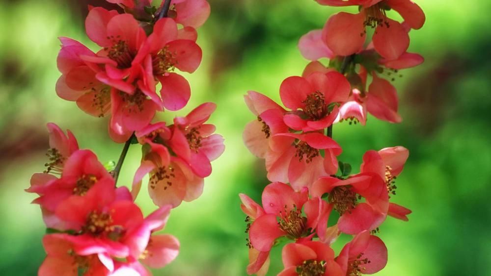  落英缤纷|思如潮， 念成伤， 落英缤纷写惆怅