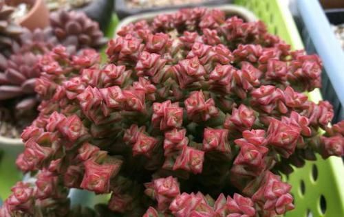 养多肉小米星，掌握“3秘诀”，叶片肥美，颜色好看得不得了！