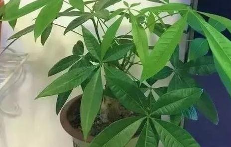 这3款家中常备药,过期了甭扔!简单处理就变成养花材料
