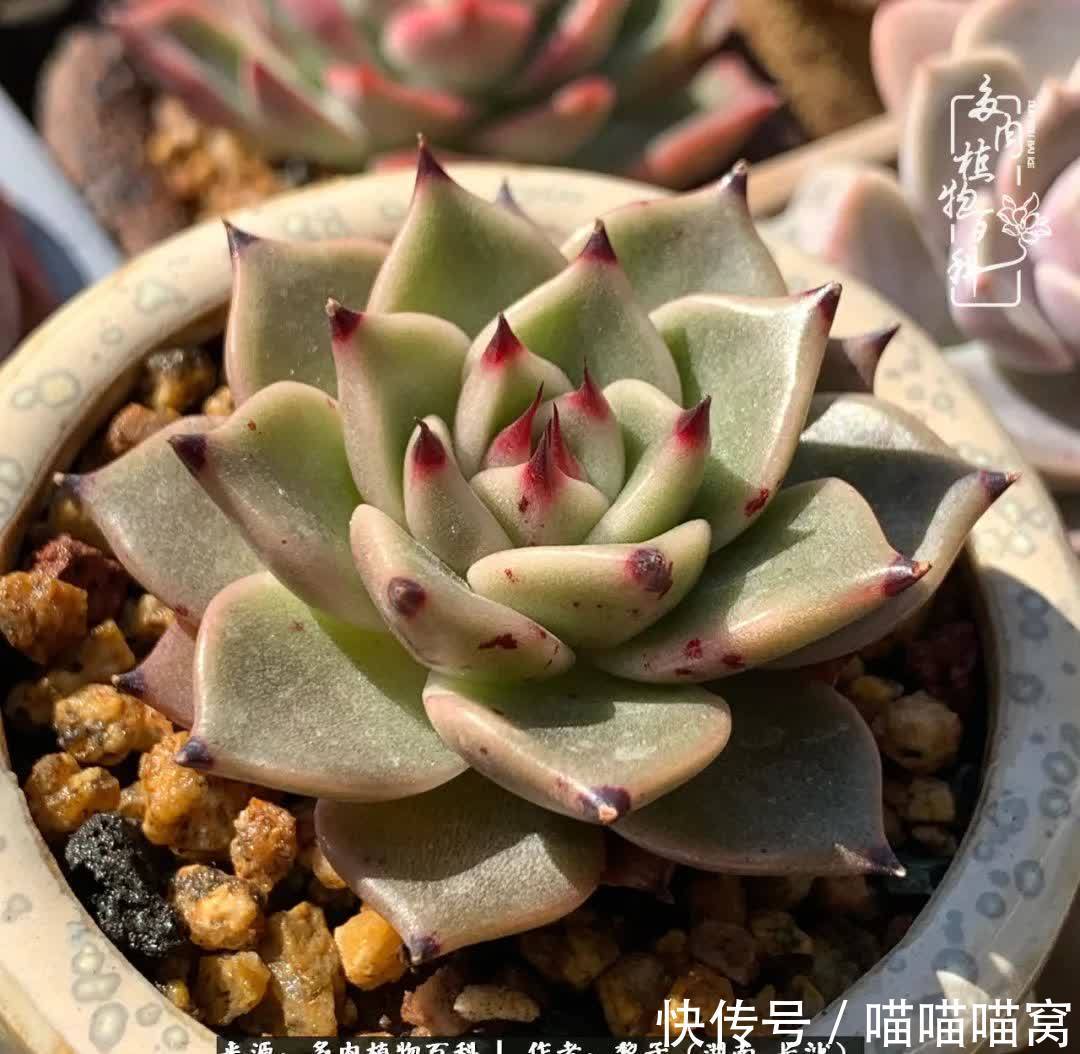 最温暖不过人间烟火,来自逆挂区的多肉!