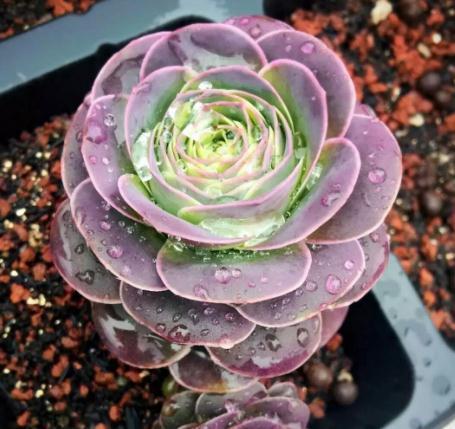 养多肉，就养这种“玫瑰花”，好养又好看，摆角落，也能花开不断